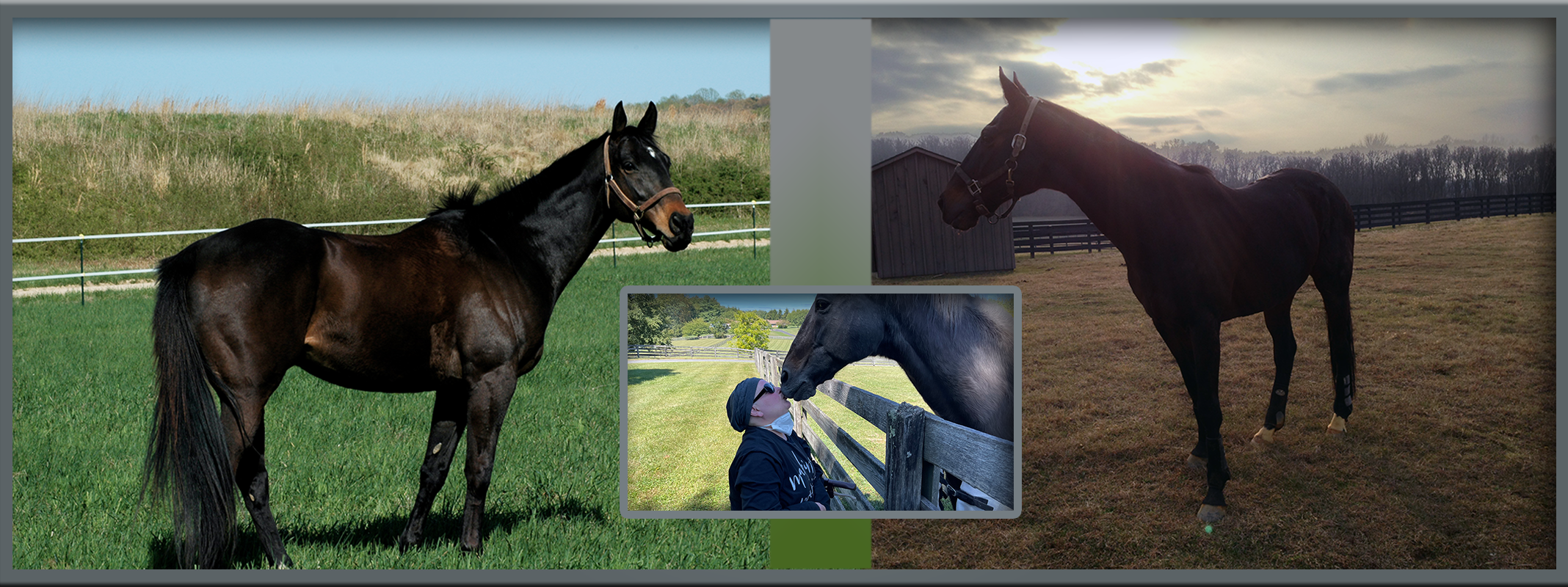 For Our Gentle Companion