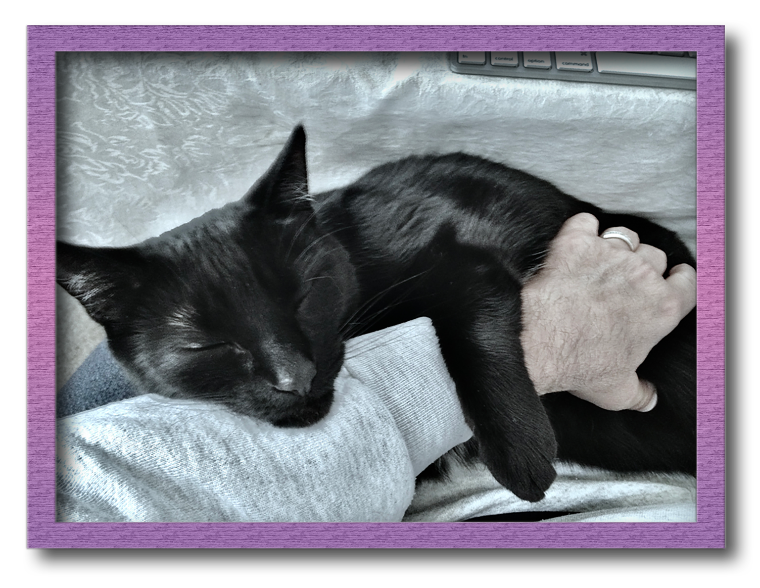 Stinky, the Wonder Cat